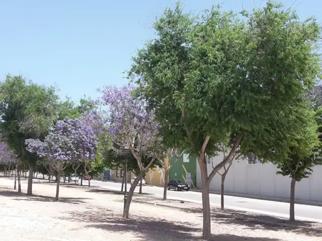 Location de Vacances Espagne, Costa Blanca, Orihuela Costa, appartement - Casa Bosque Belle floraison violette !