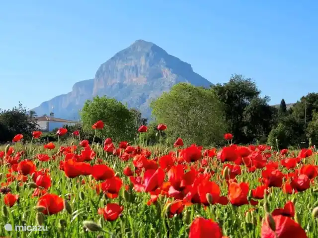 Finca Vuyatela suite Galago huren in Spanje, Costa Blanca, Jávea - finca 10 minutes from Finca Vuyatela