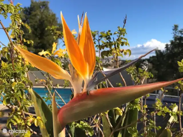 Finca Vuyatela suite Galago huren in Spanje, Costa Blanca, Jávea - finca Finca Vuyatela 2-10 Gasten