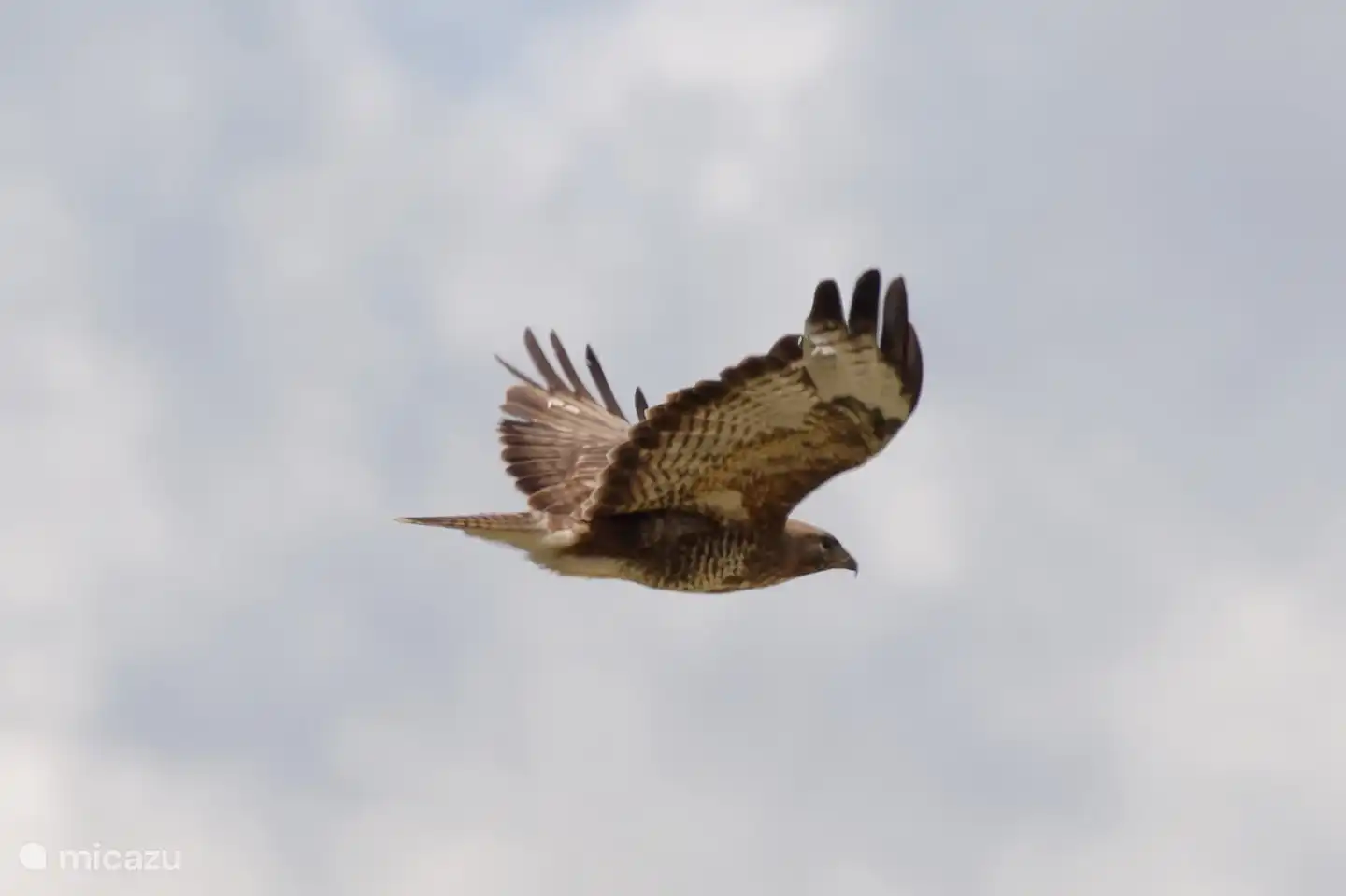 Rotmilan am Himmel über dem Ferienhaus (A. Baart, 2022)