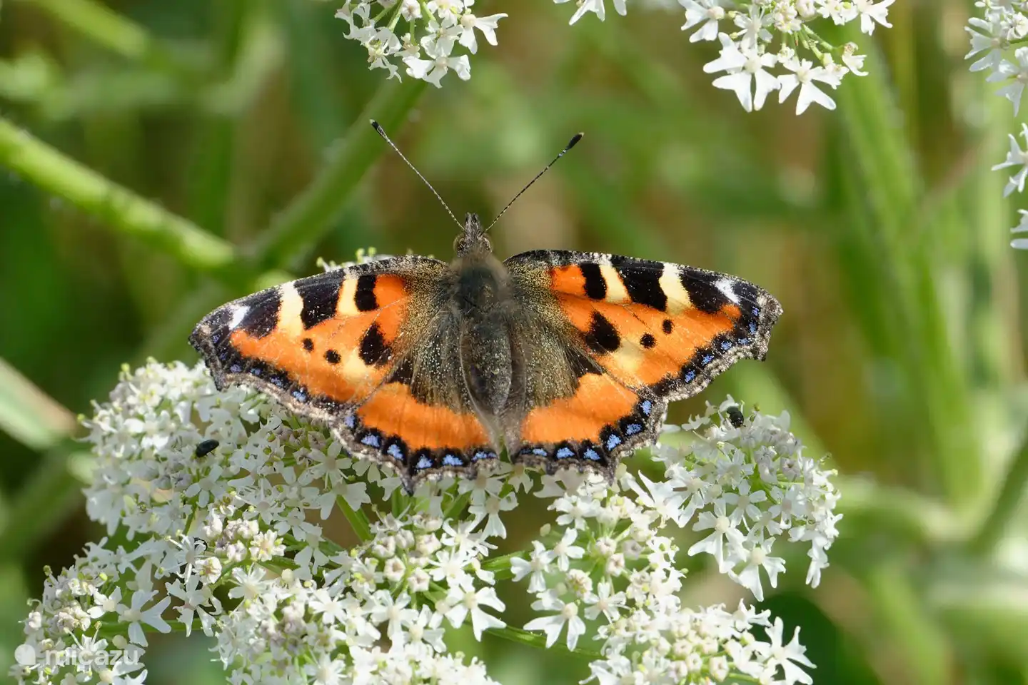 Schmetterlinge im Garten: der kleine Fuchs (A. Baart, 2022)