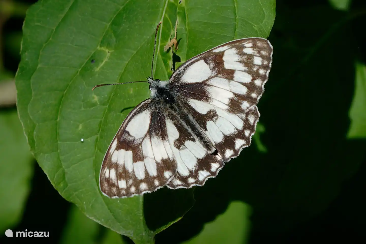 Schmetterlinge im Garten: Schachbrett (A. Baart, 2022)