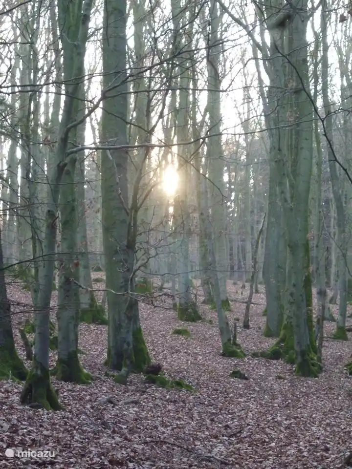 Wald im Herbst, 5 min zu Fuß erreichbar