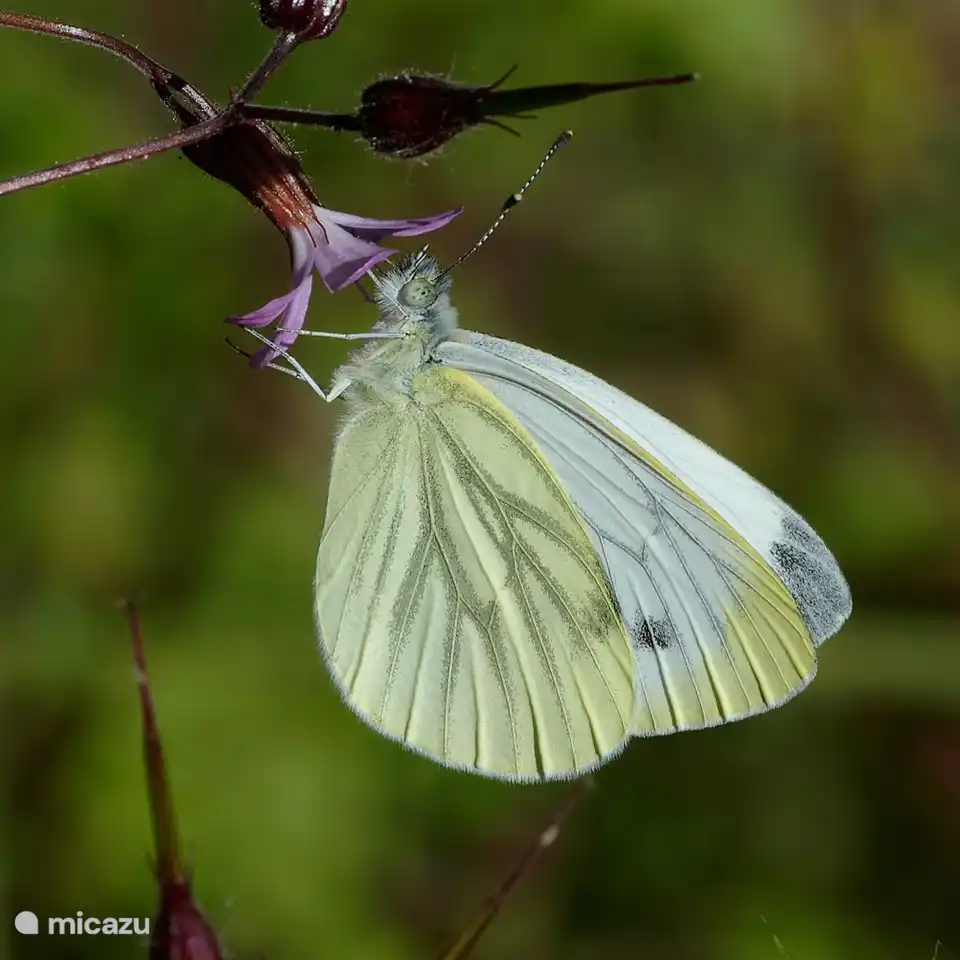 Schmetterlinge im Garten: Kleine geäderte weiße Schmetterlinge (A. Baart, 2022)