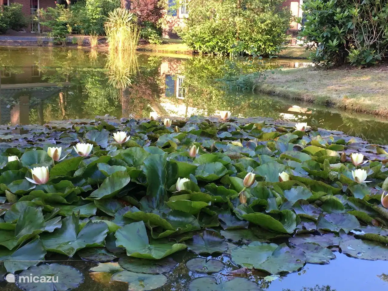 Die schließenden Seerosen sind eine ideale Kulisse am frühen Abend!