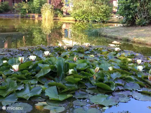 villa en Países Bajos, Güeldres, Beekbergen – La casa del estanque de Veluwe - ÚLTIMA HORA ¡Los nenúfares que se cierran son un telón de fondo ideal a primera hora de la tarde!