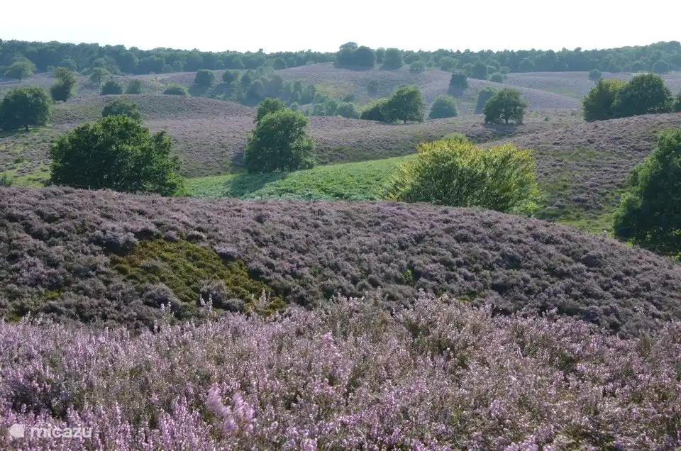 Ein Stück weiter, an der Posbank an der Fahrradkreuzung 25, bringt Sie das blühende Heidekraut Ende August sicherlich noch weiter. Sie sollten diesen spektakulären Aussichtspunkt auf jeden Fall sehen!
