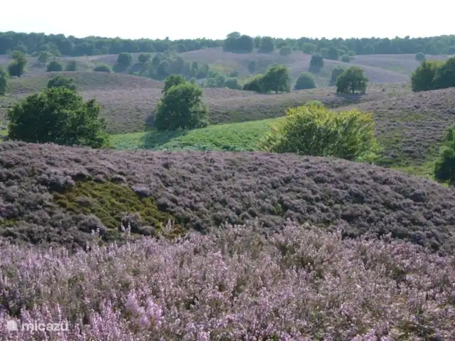 villa en Países Bajos, Güeldres, Beekbergen – La casa del estanque de Veluwe - ÚLTIMA HORA Un poco más lejos, en el Posbank en el cruce ciclista 25, los brezos en flor seguramente lo cautivarán aún más a fines de agosto. ¡Definitivamente deberías ver este espectacular mirador!