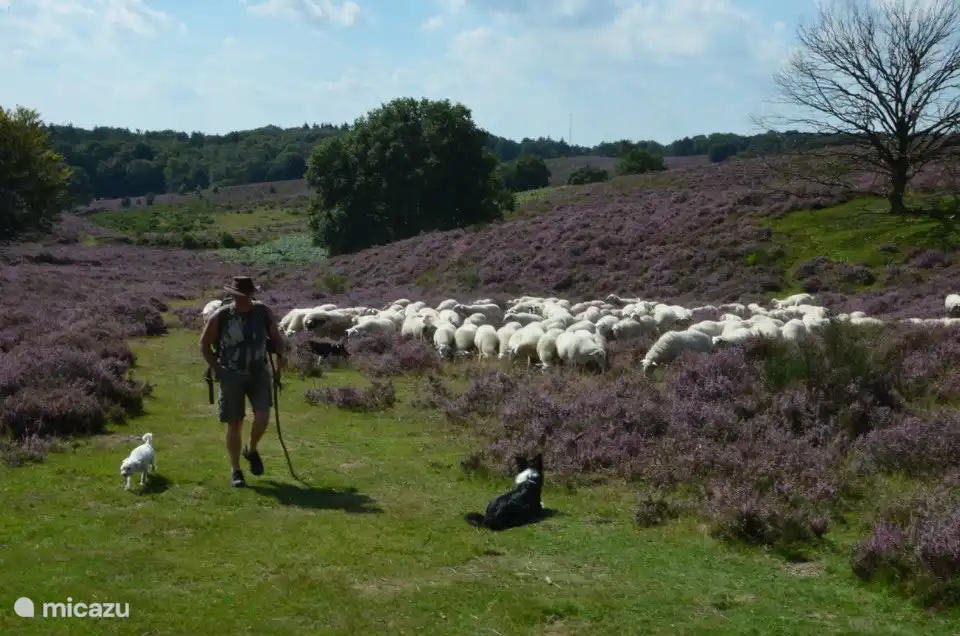 Wie überall in der Heide kann man auch hier an der Posbank schöne Spaziergänge unternehmen. Hier kann man dem Schäfer mit seiner weidenden Schafherde einfach über den Weg laufen. Oben!