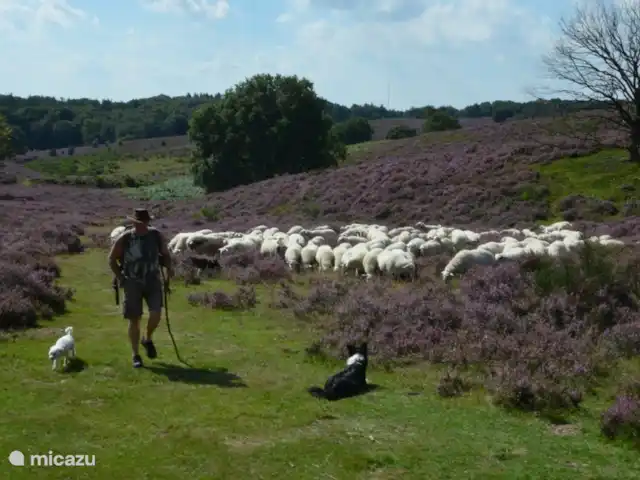 villa en Países Bajos, Güeldres, Beekbergen – La casa del estanque de Veluwe - ÚLTIMA HORA Como en todas partes en el páramo, también puede dar hermosos paseos aquí en el Posbank. Puedes encontrarte con el pastor con su rebaño de ovejas pastando aquí. ¡Arriba!