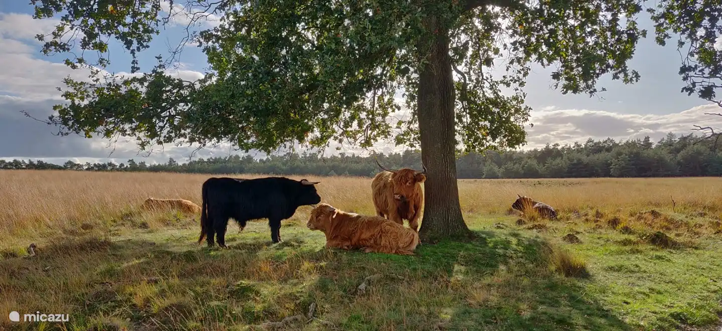 Eine weitere typische Attraktion in der Veluwe! Auf den Radwegen begegnet man oft schottischen Hochländern!