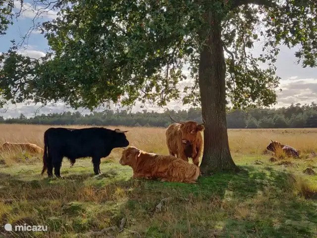 villa en Países Bajos, Güeldres, Beekbergen – La casa del estanque de Veluwe - ÚLTIMA HORA ¡Otra atracción típica del Veluwe! ¡También encontrará a menudo Highlanders escoceses aquí a lo largo de los carriles bici!