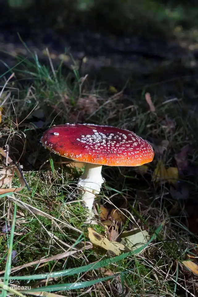 Herbstspektakel in der Veluwe: Der Fliegenpilz.