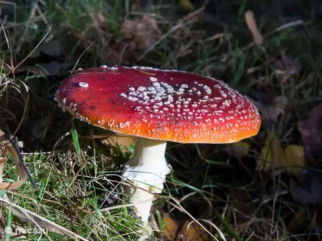 villa en Países Bajos, Güeldres, Beekbergen – La casa del estanque de Veluwe - ÚLTIMA HORA Espectáculo de otoño en Veluwe: el agárico de mosca.