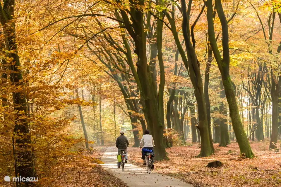 Der Herbst schafft in der Veluwe immer Märchenszenen und ein riesiges Farbenspiel. Das macht einen Menschen ganz hoch!