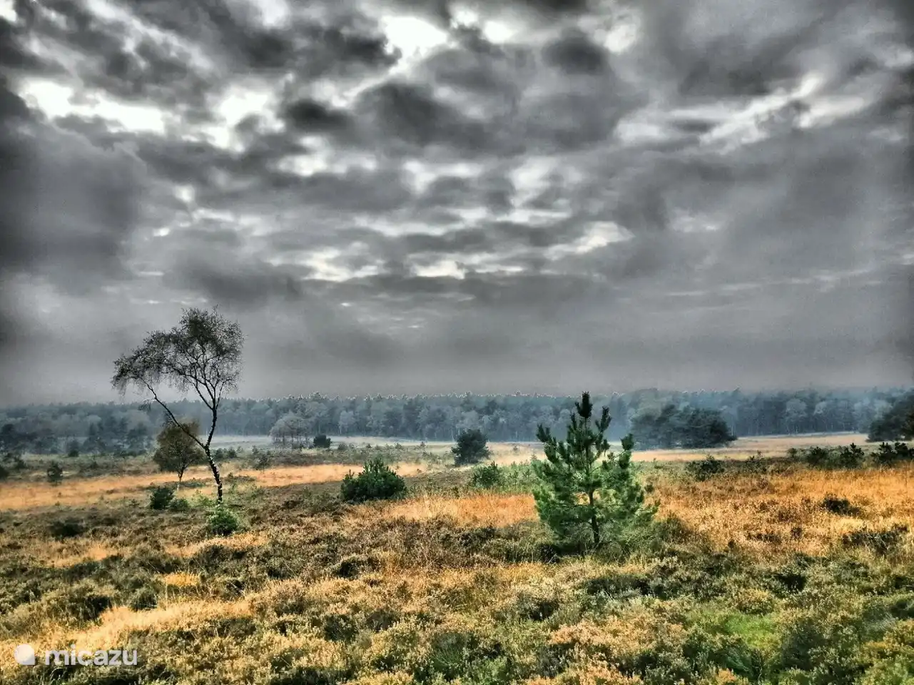 Die Veluwe