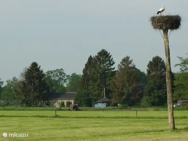 casa vacacional en Países Bajos, Güeldres, Empe – Casa de vacaciones el valle de IJssel Nido de cigüeñas con la casa de vacaciones al fondo.
