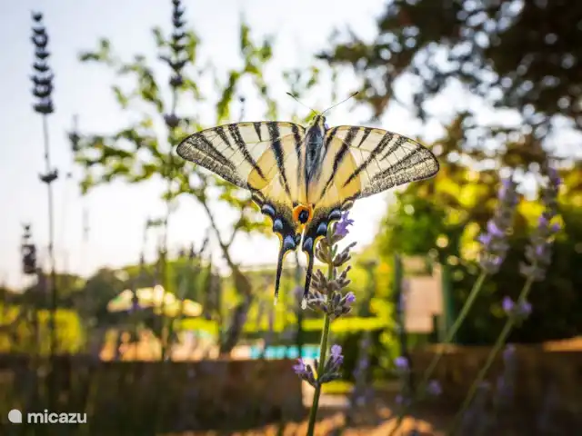 vakantiehuis huren in Italië, Toscane, Casole d`Elsa – Appartement Gelso - Monti 1824 natuur  - Monti 1824 -