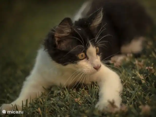 vakantiehuis huren in Italië, Toscane, Casole d`Elsa – Appartement Gelso - Monti 1824 Gigi - Monti 1824 -