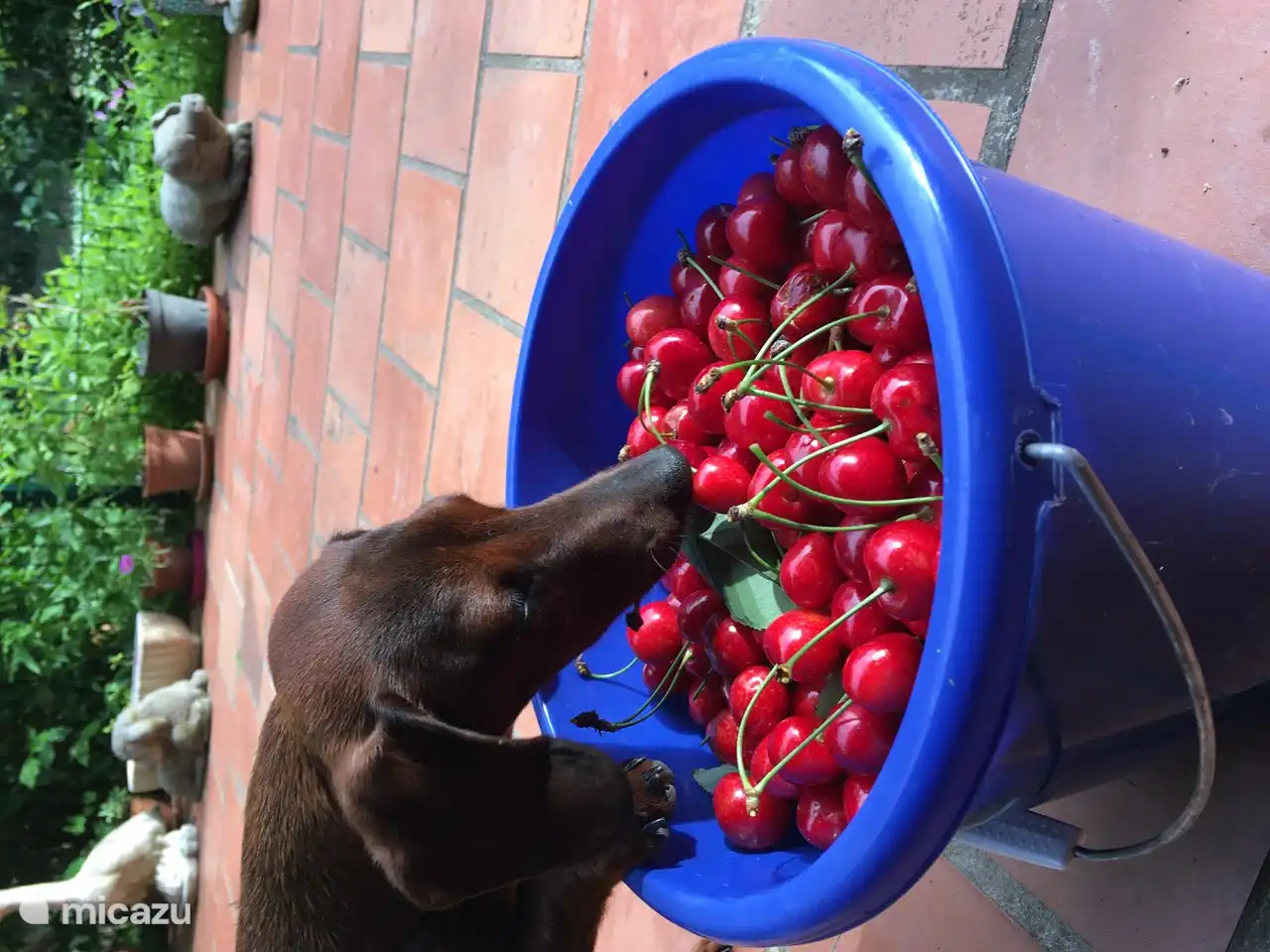 Enough cherries with us to pick. Gijs likes them too.