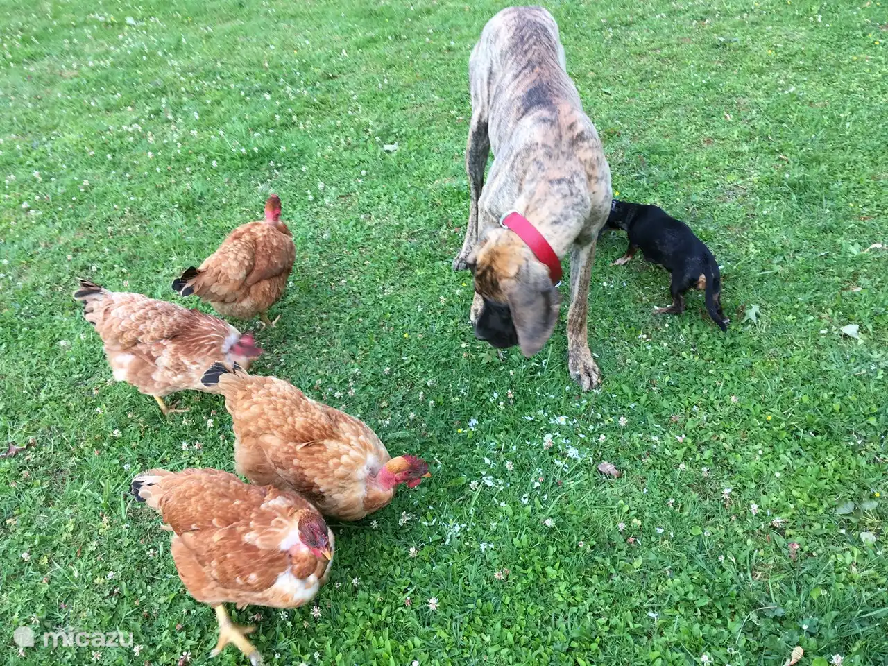 social gathering between our 4 chickens and two of the dogs