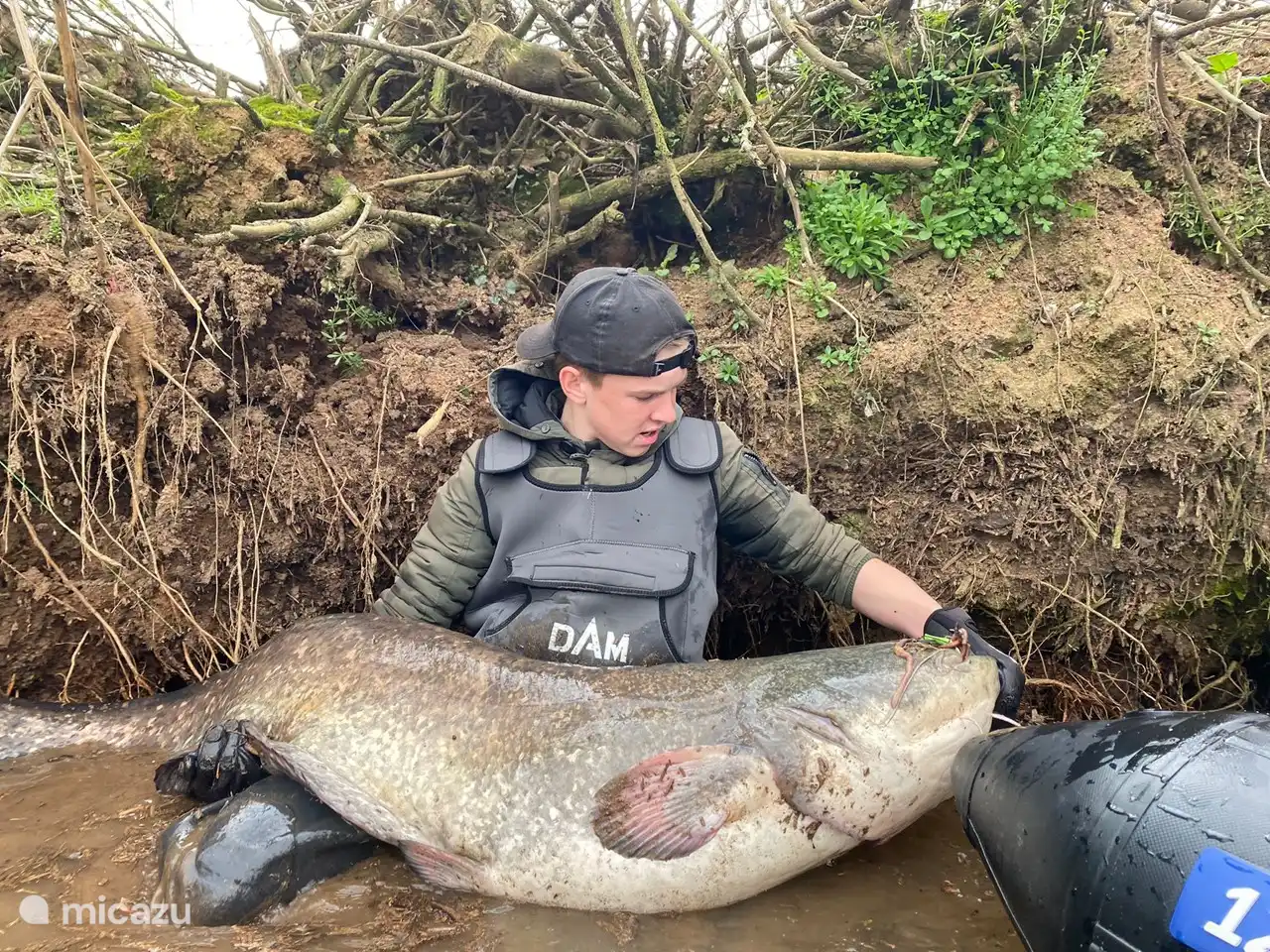 . Whopper of a catfish, too heavy to pull on the shore
 