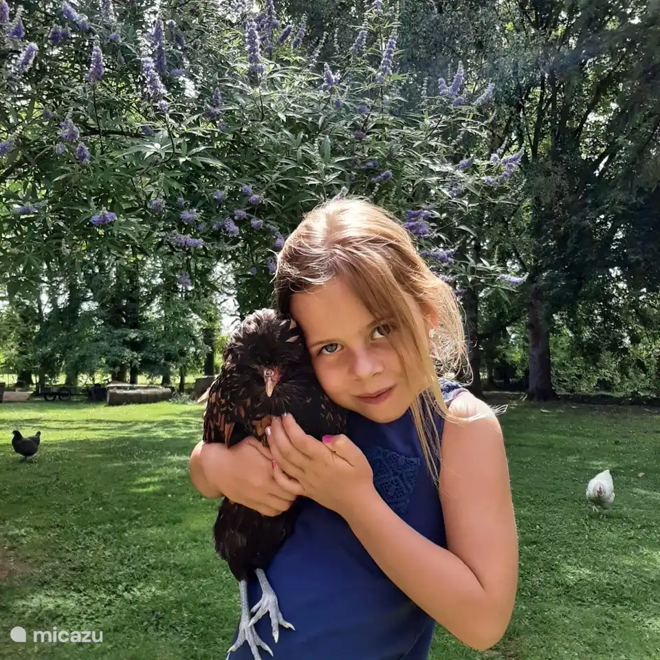 some chickens like to be petted