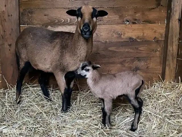 Location de Vacances France, Lot-et-Garonne, Le Temple-sur-Lot, gîte / cottage - Chez Jan et Nicole - Gîte Issac Maman vient d'avoir un petit. Un de nos cinq moutons camerounais qui errent dans le pâturage clos.