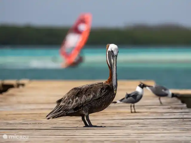 Location de Vacances Bonaire, Bonaire, Kralendijk, maison de vacances - Waterlands Villa Sol pélican
