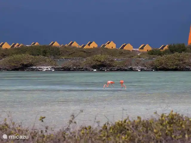 Location de Vacances Bonaire, Bonaire, Kralendijk, maison de vacances - Waterlands Villa Sol Flamants roses