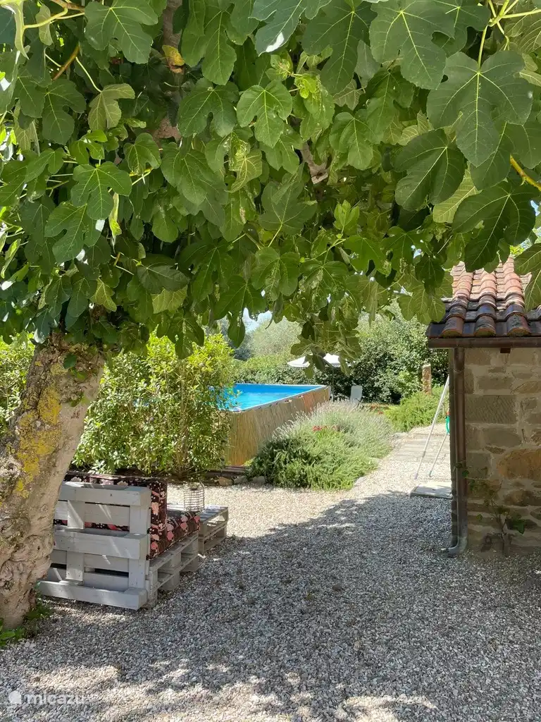 bij en onder de vijgenboom