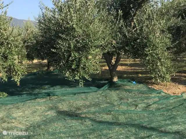 Villa Roccace - La Cucina | Italie, Ombrie, Tuoro sul Trasimeno - appartement Cueillette des olives