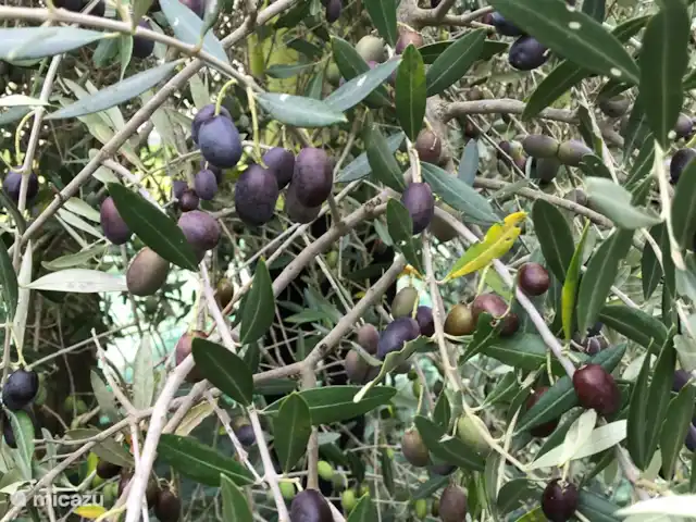 Villa Roccace - La Cucina | Italie, Ombrie, Tuoro sul Trasimeno - appartement Olives