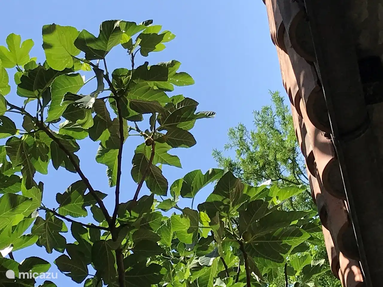 Onze vijgenboom, de beste parasol 'ever'