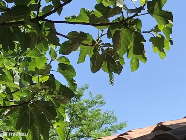 Villa Roccace - La Cucina | Italie, Ombrie, Tuoro sul Trasimeno - appartement Notre figuier, le meilleur parasol 'jamais'
