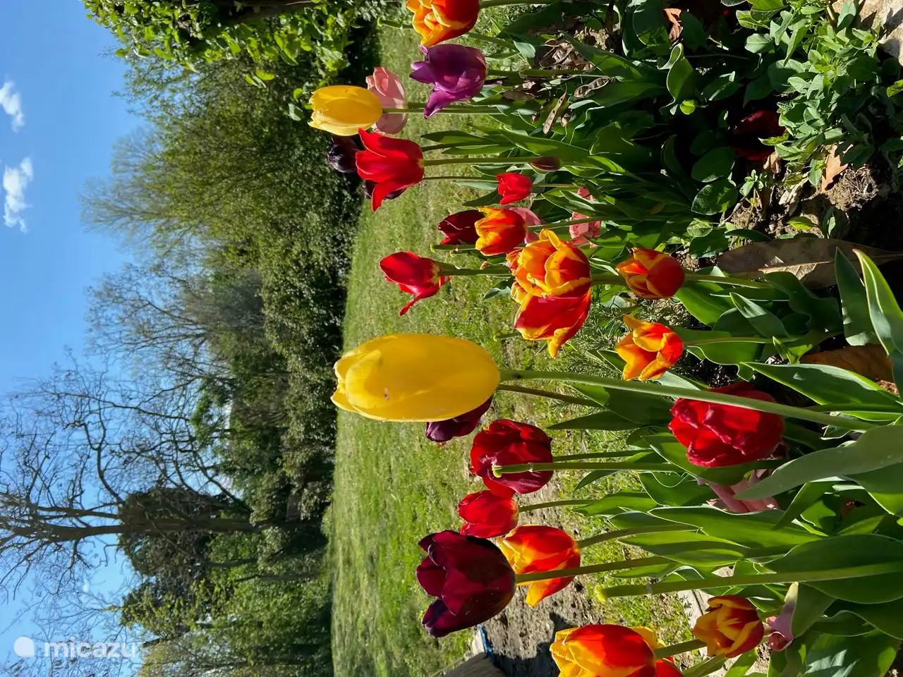 Tulipani