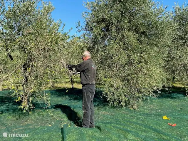 Villa Roccaccia - Il Magazzino | Italie, Ombrie, Tuoro sul Trasimeno - studio Cueillette des olives