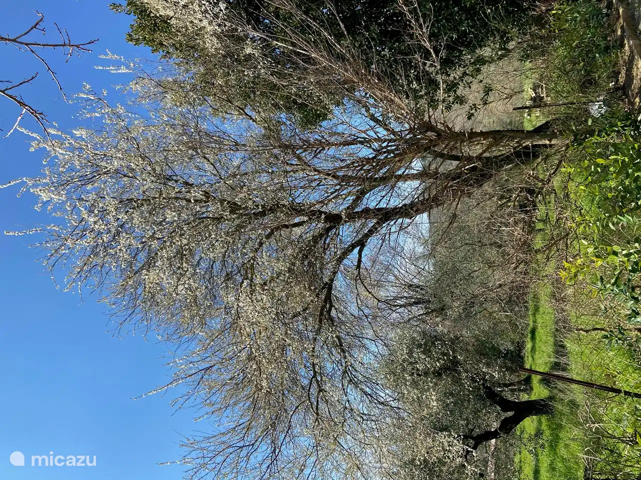 Pflaumenbaum in voller Blüte