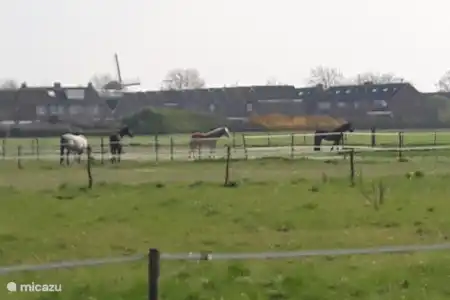 Vakantiehuis Nederland, Zeeland, Sint Annaland vakantiehuis Taandemeulen natuur