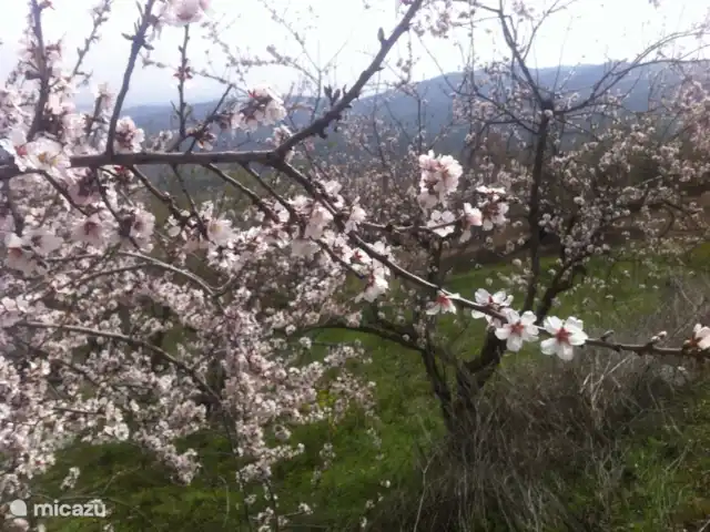 casa la chaparra en España, Andalucía, Riogordo - casa vacacional flor de almendro