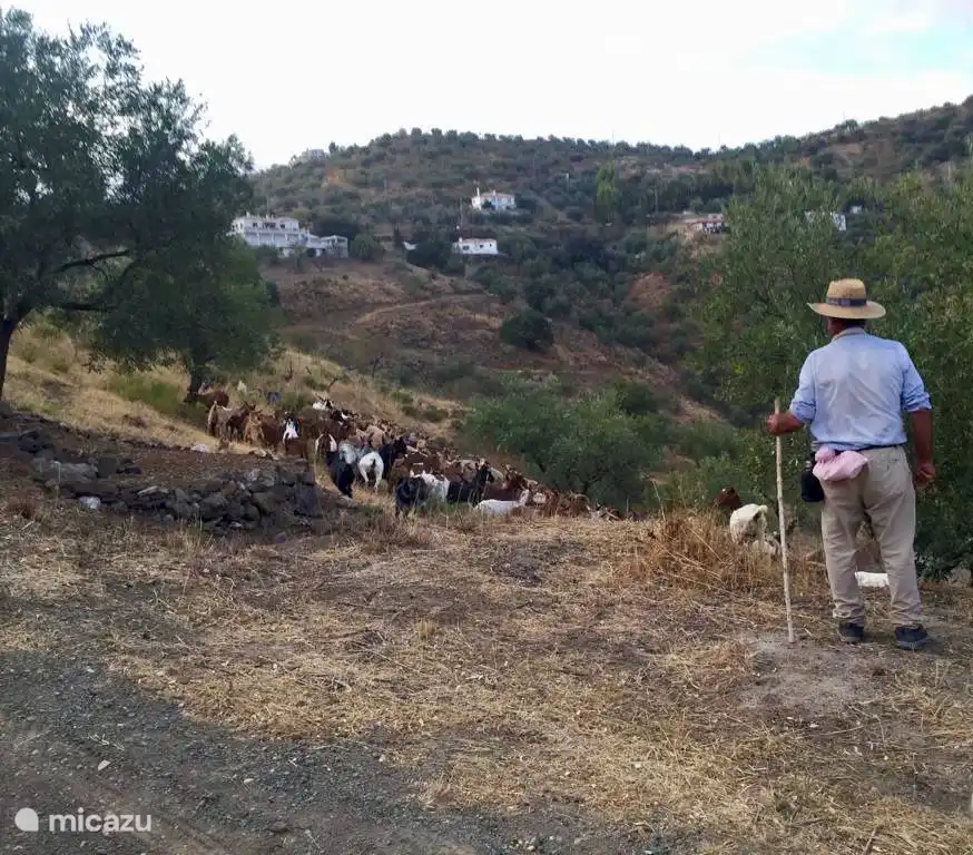 Pepe el pastor con su rebaño de visita.