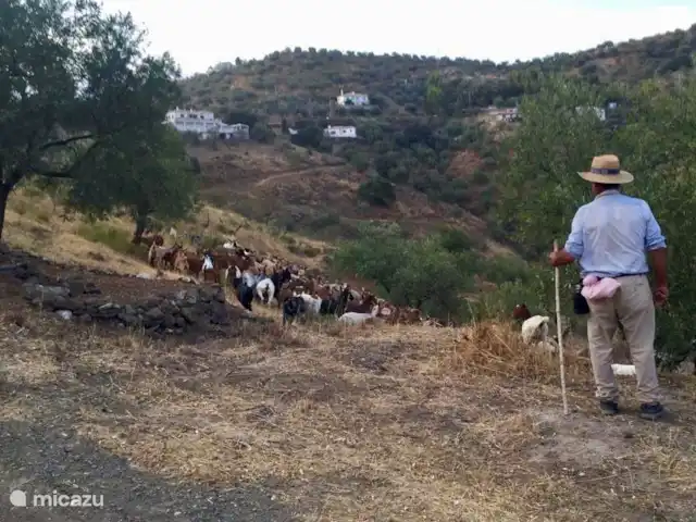 casa la chaparra en España, Andalucía, Riogordo - casa vacacional Pepe el pastor con su rebaño de visita.