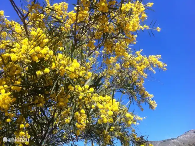 casa la chaparra en España, Andalucía, Riogordo - casa vacacional árbol de mimosa