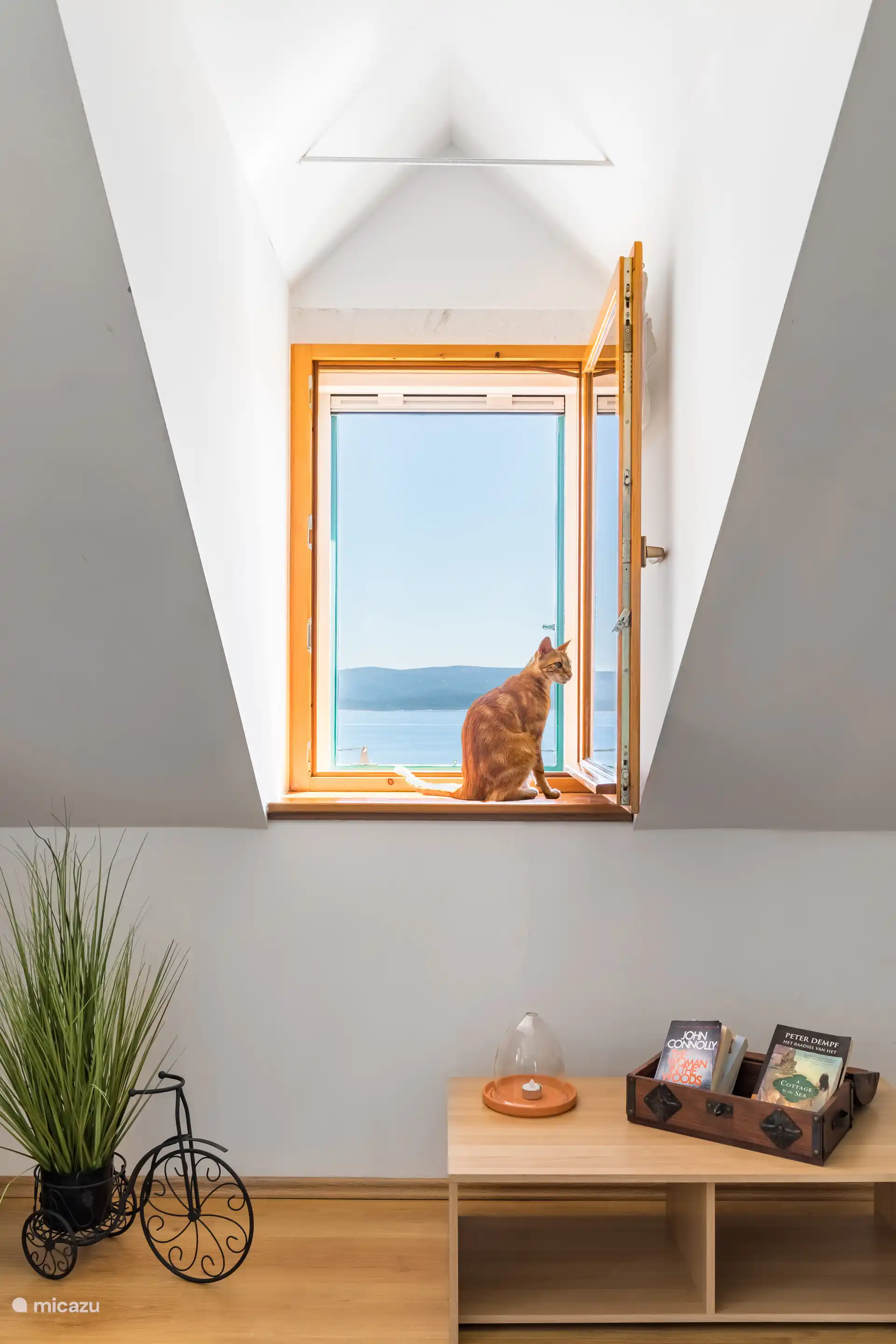 Nuestro gato Harry (gato no alérgico)