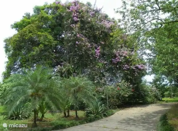 Das Bougainvillea in voller Blüte über einem alten Mangobaum.