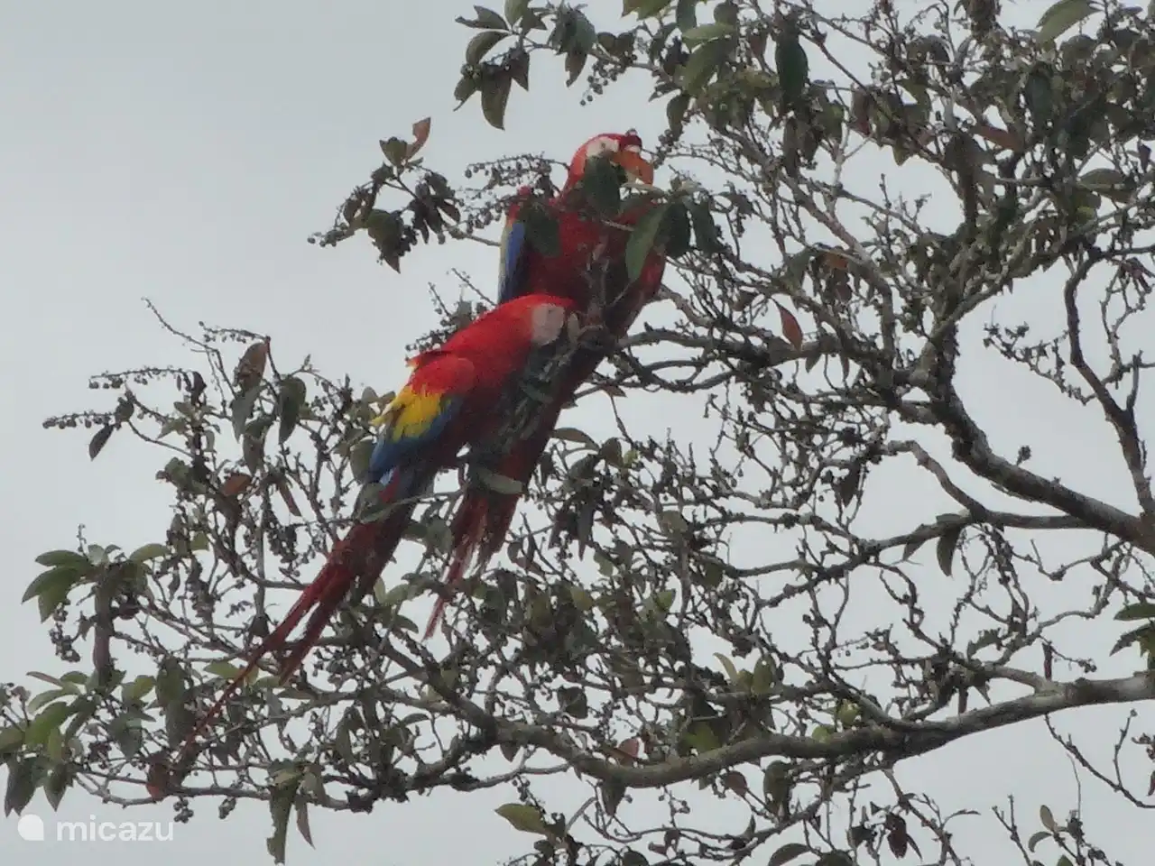 Genau wie Tukane und Sittiche besuchen diese Papageien regelmäßig den Garten.