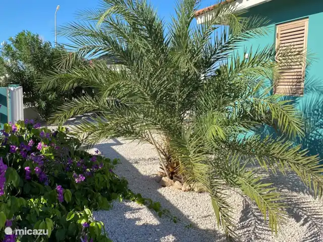 Villa Blou-Berde | Bonaire, Bonaire, Belnem - villa Beau palmier à l'avant de la villa