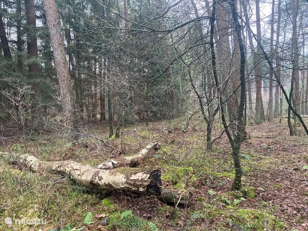 Vom Chalet aus können Sie direkt in den Wald gehen.