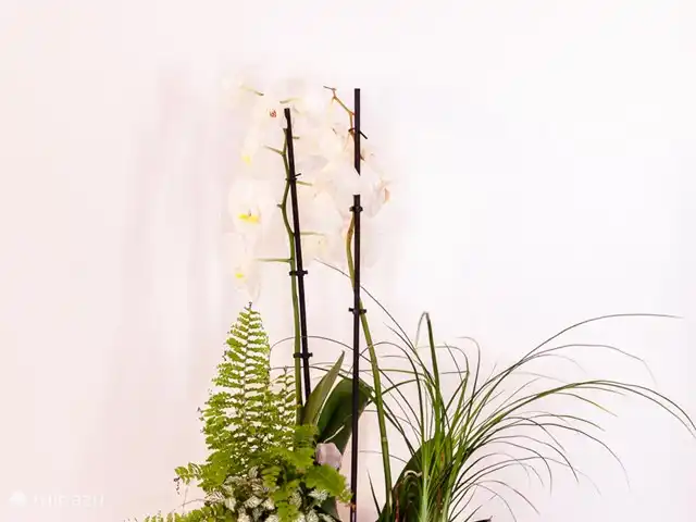 La Grauvière | France, Lot, Anglars-Nozac - maison de vacances orchidée
