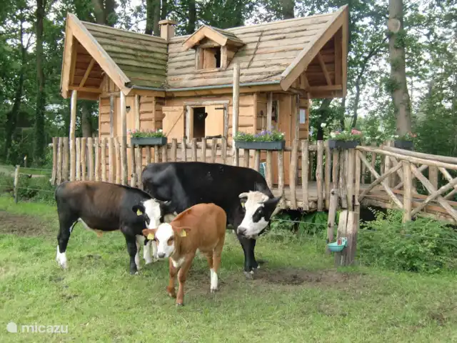 Maison de vacances 'Geel Koper' Veluwe! | Pays-Bas, Gueldre, Wells - maison de vacances SOINS EN DEHORS DU GITE. Une cabane dans les arbres pour les personnes âgées, mais aussi de gentils animaux comme ces vaches.